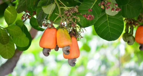 Tái định vị ngành điều Việt Nam trong bối cảnh thuế mới của Hoa Kỳ